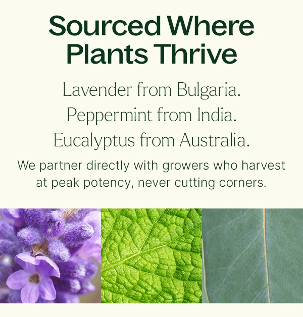 The Best Essential Oils
