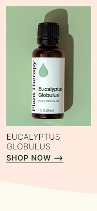 Shop Eucalyptus Globulus