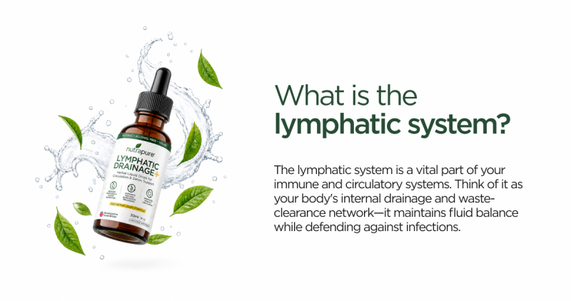 Illustration explaining the lymphatic system and its role in supporting fluid balance, waste removal and everyday wellness.