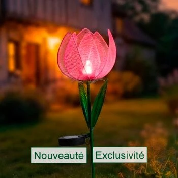 La tulipe solaire