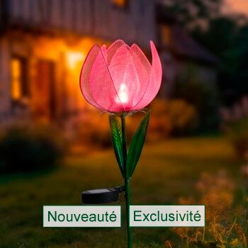 La tulipe solaire