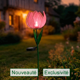 la tulipe solaire