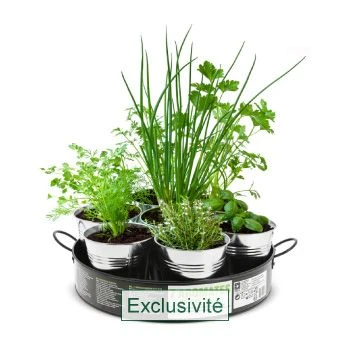 Le plateau de 7 aromates à cultiver
