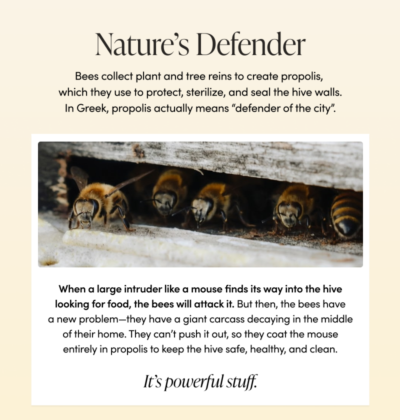 Nature’s Defender   Bees collect plant and tree reins to create propolis, which they use propolis to protect, sterilize, and seal the hive walls. In Greek, propolis actually means “defender of the city”.           If You’re Curious: When a large intruder like a mouse finds its way into the hive looking for food, the bees will attack it. But then, the bees have a new problem—they have a giant carcass decaying in the middle of their home. They can’t push it out, so they coat the mouse entirely in propolis to keep the hive safe, healthy, and clean. It’s powerful stuff.       