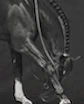 Inspired by Horses