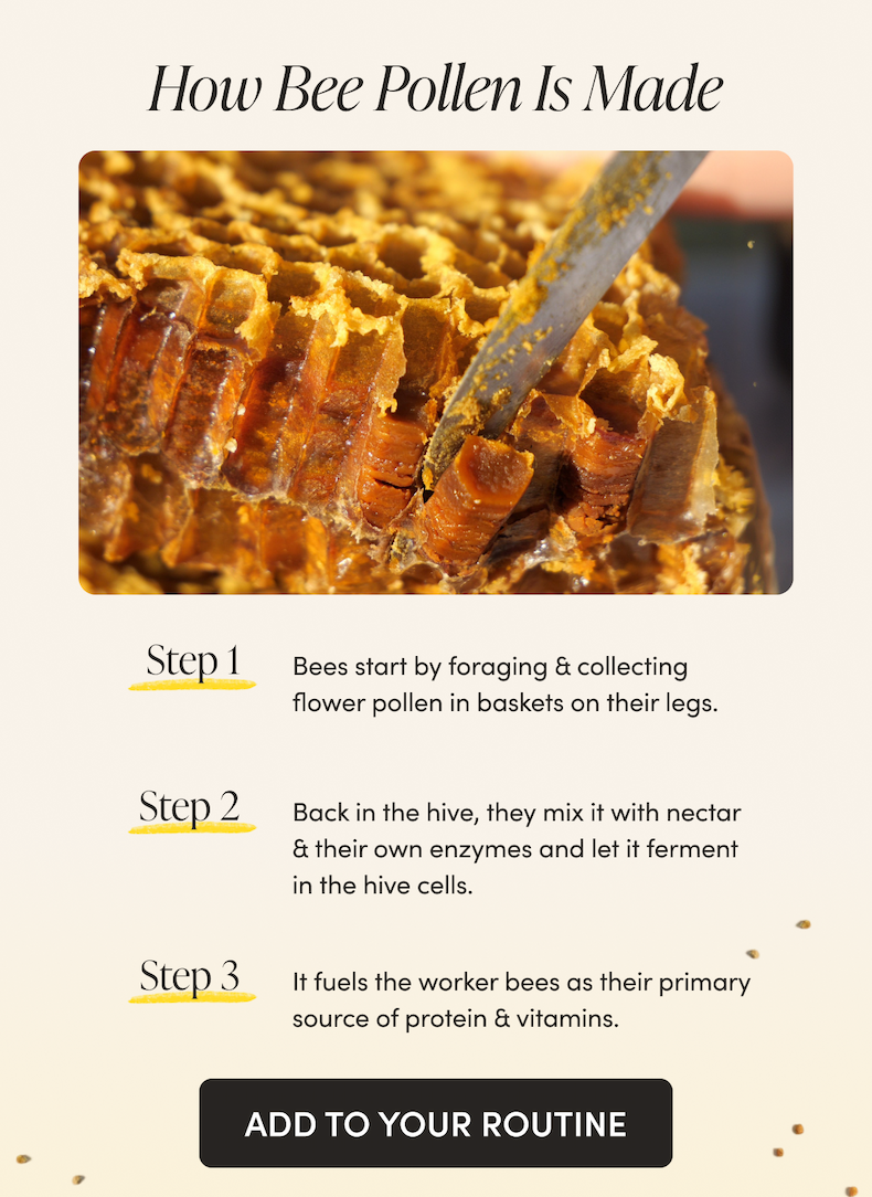 How Bee Pollen Is Made         STEP 1: Bees start by foraging & collecting flower pollen in baskets on their legs.    STEP 2: Back in the hive, they mix it with nectar & their own enzymes and let it ferment in the hive cells.      STEP 3: It fuels the worker bees as their primary source of protein & vitamins.   CTA: ADD TO YOUR ROUTINE     